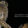 Rufous Owls in Les Davies Park in Cairns アカチャアオバズク<br />Canon EOS 6D + EF300 F2.8L III + EF1.4xII + SPEEDLITE 580EXII + Better Beamer